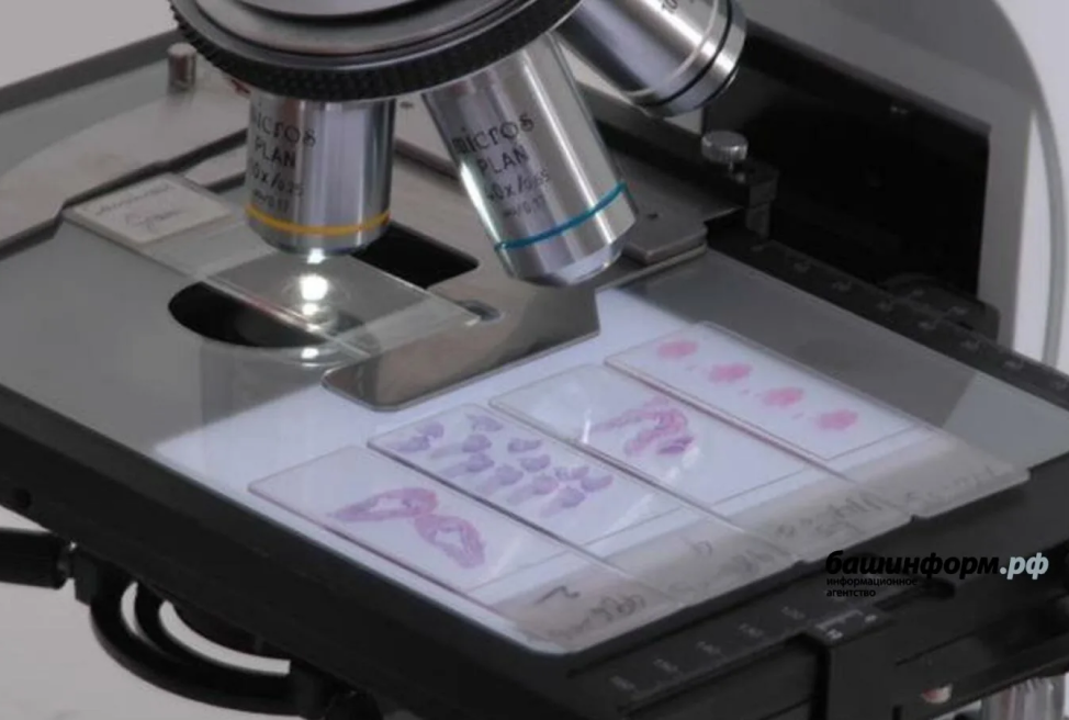 <em>Институт патологической </em>анатомии и гистологии